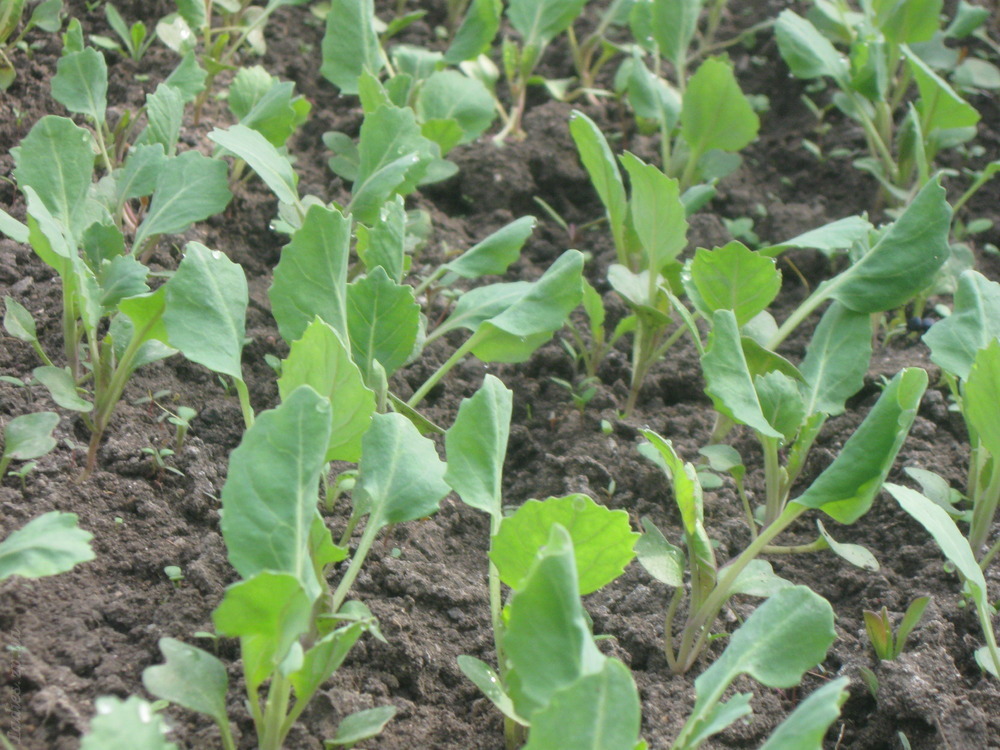 Как выглядит рассада капусты брокколи фото выращивание