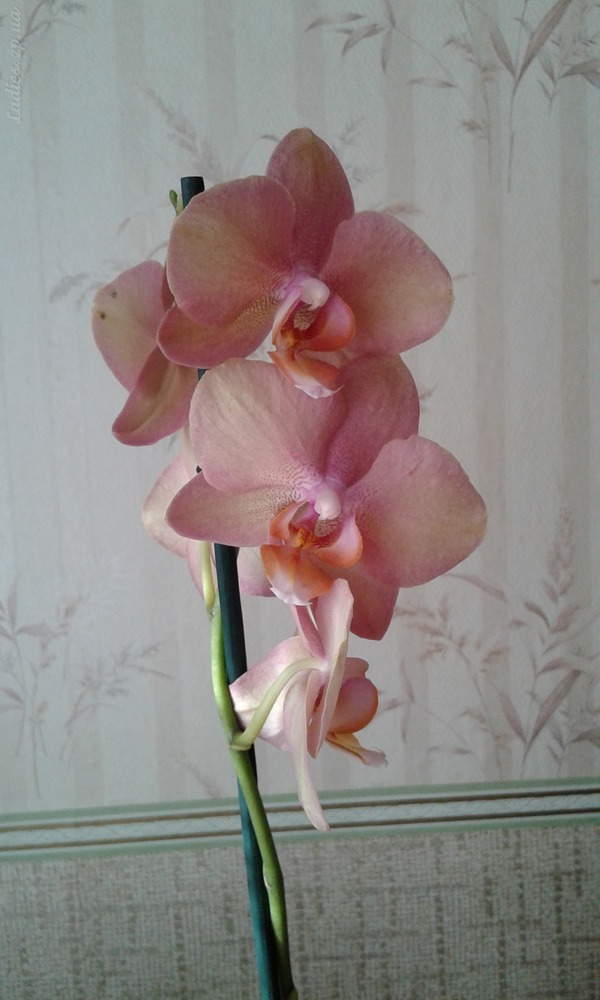 Орхидея легато фото и описание