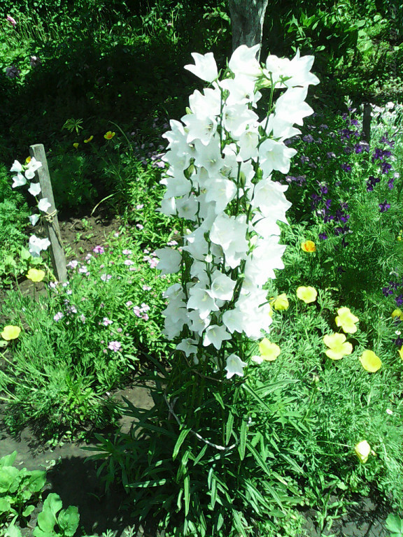 Кампанелла цветок садовый многолетний фото и описание